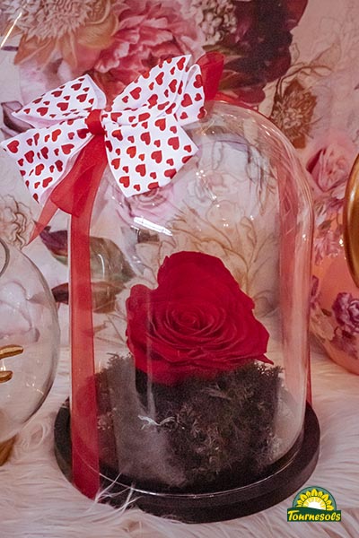 Rose éternelle rouge sous cloche avec un joli rubant à pois